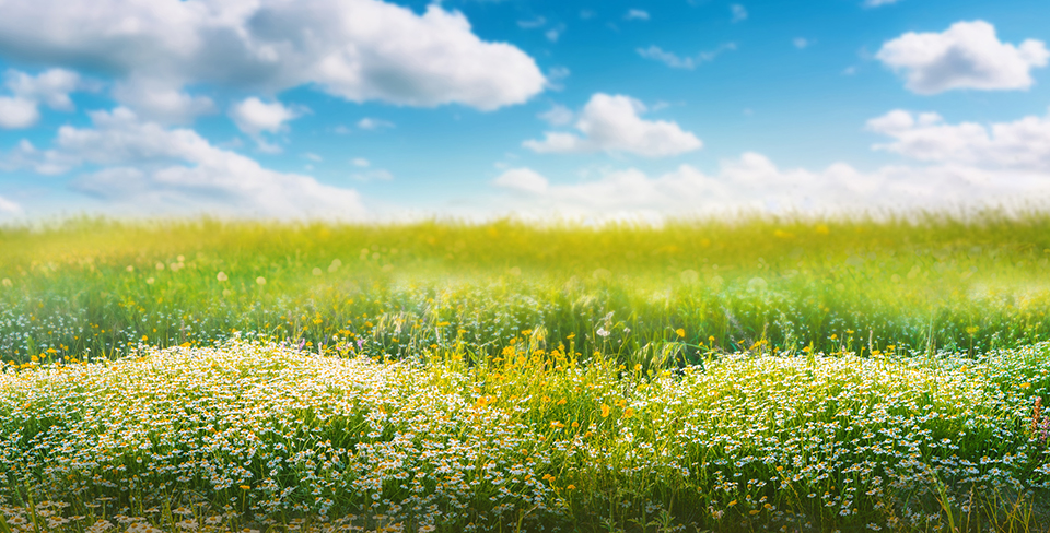 Beautiful blurred spring background nature with blooming glade chamomile, trees and blue sky on a sunny day.