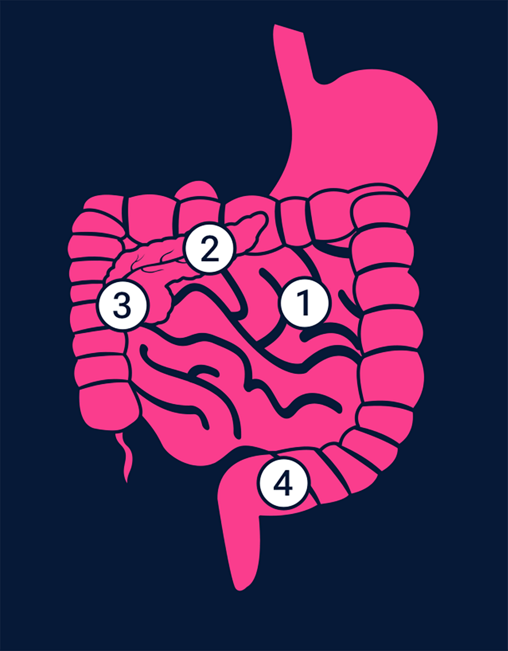 Infographic showing different organs and how they might be affected by GLP-1s.