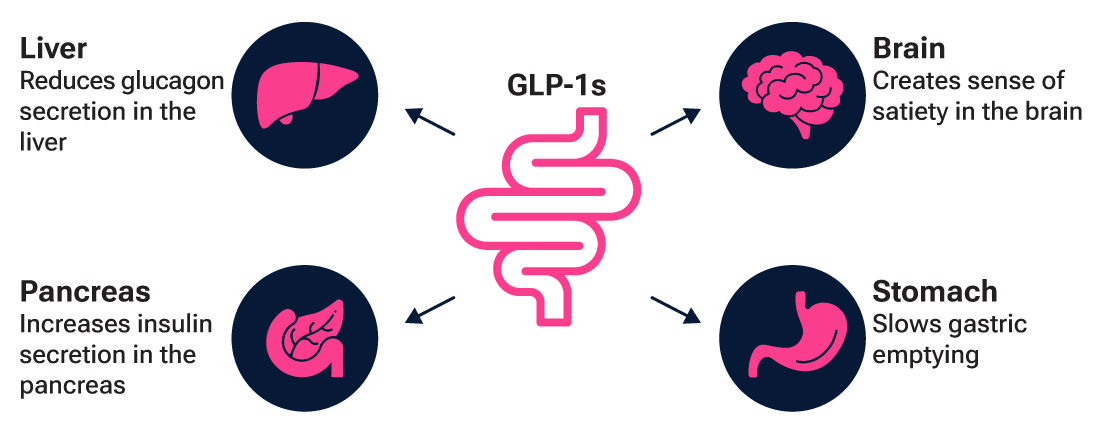 Infographic describing the physiological impacts of taking GLP-1 therapies.