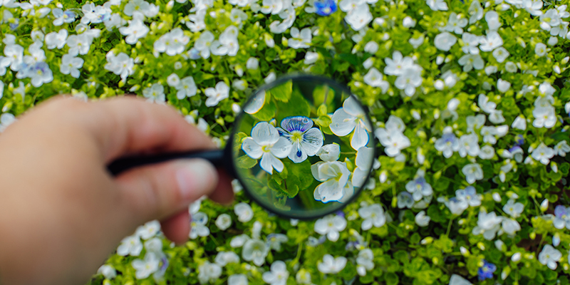 Hand holding magnifying glass infront of background of lawn with blue flowers veronica repens blooming