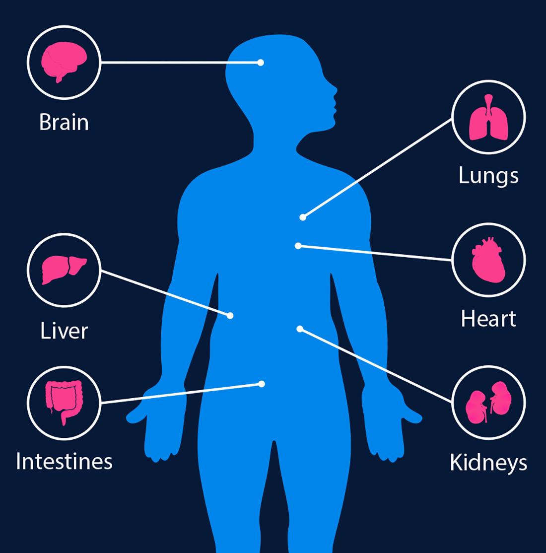Infographic showing 6 different organs and how they might be affected by GLP-1s. The infographic also summarizes impact on diabetes.